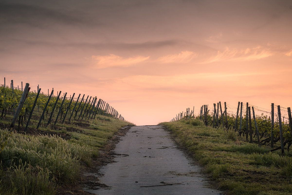 Der Weg