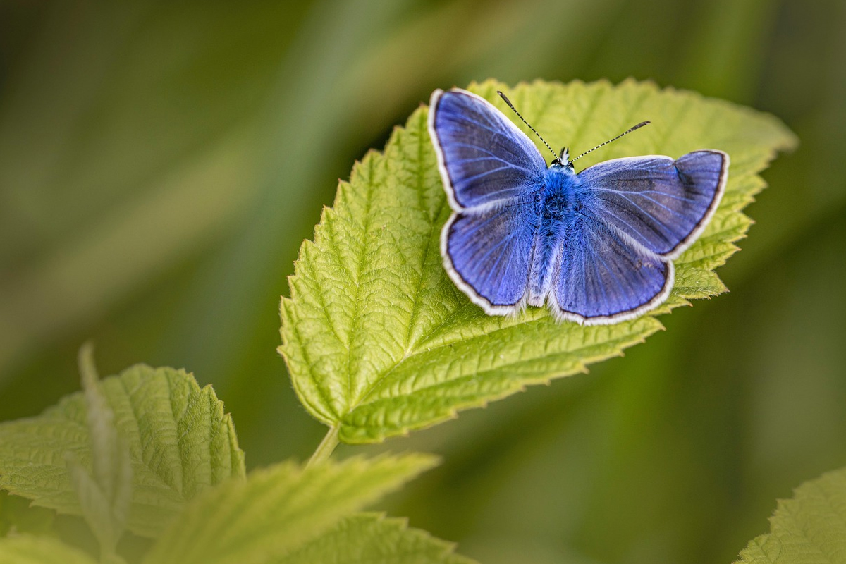 Der blaue Schmetterling